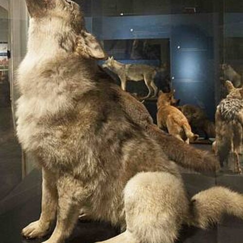 Natuurmuseum Wolf