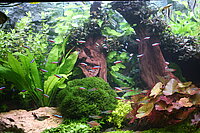Foto van een aquarium met groene planten en rotsen
