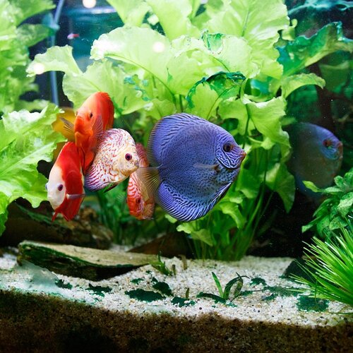 Foto van een aquarium met twee vissen