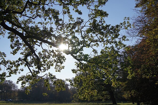 Foto van blauwe lucht gezien door bomen