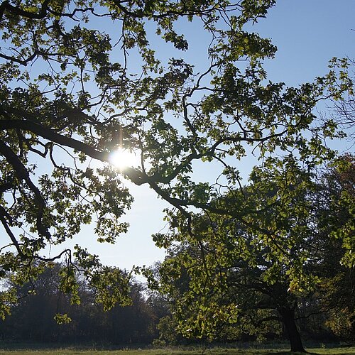 Foto van blauwe lucht gezien door bomen