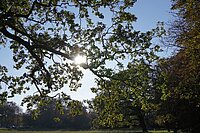 Foto van blauwe lucht gezien door bomen