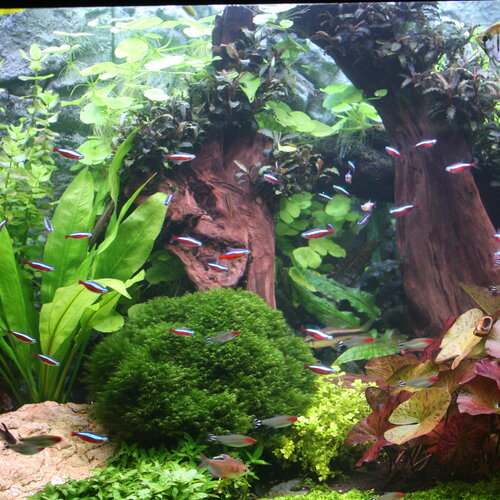 Foto van een aquarium met groene planten en rotsen