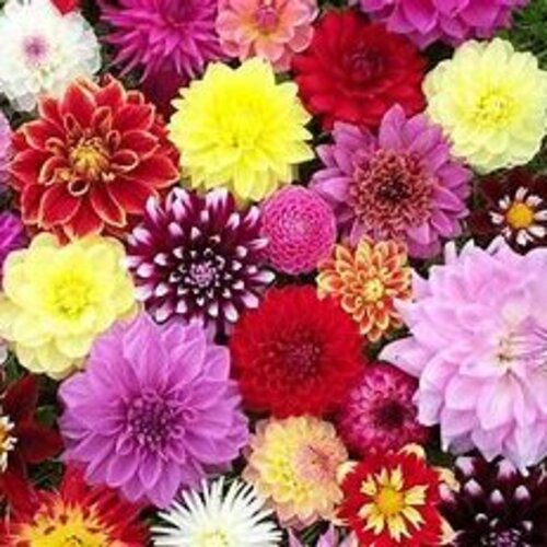 Foto van gekleurde bloemen