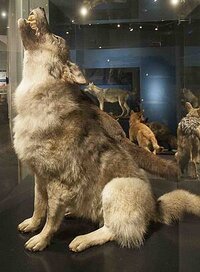 Natuurmuseum Wolf