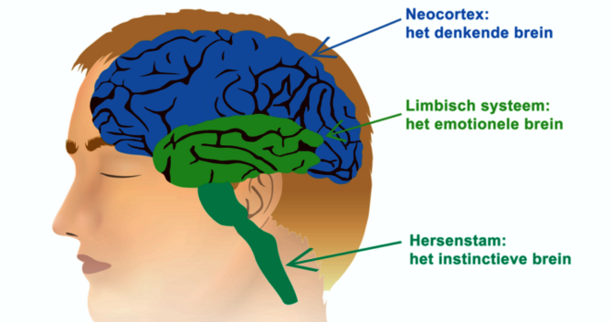 Illustratie van een schedel met de functies van ons brein