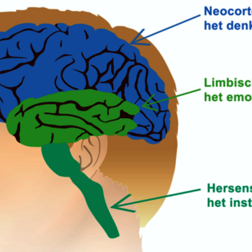 Illustratie van een schedel met de functies van ons brein